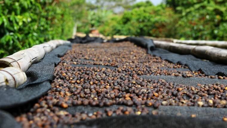 Guide to Buying Sustainable and Ethical Coffee